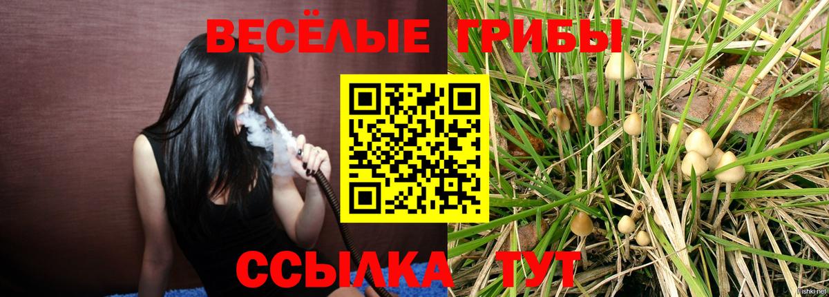 Галлюциногенные грибы Psilocybe Саянск